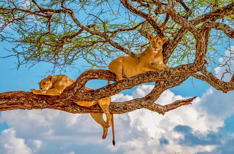 Львы в национальном парке озеро Маньяра