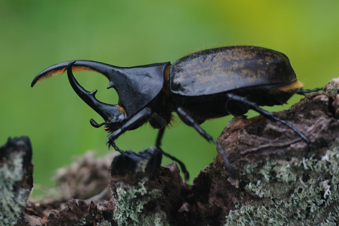 Жук-носорог