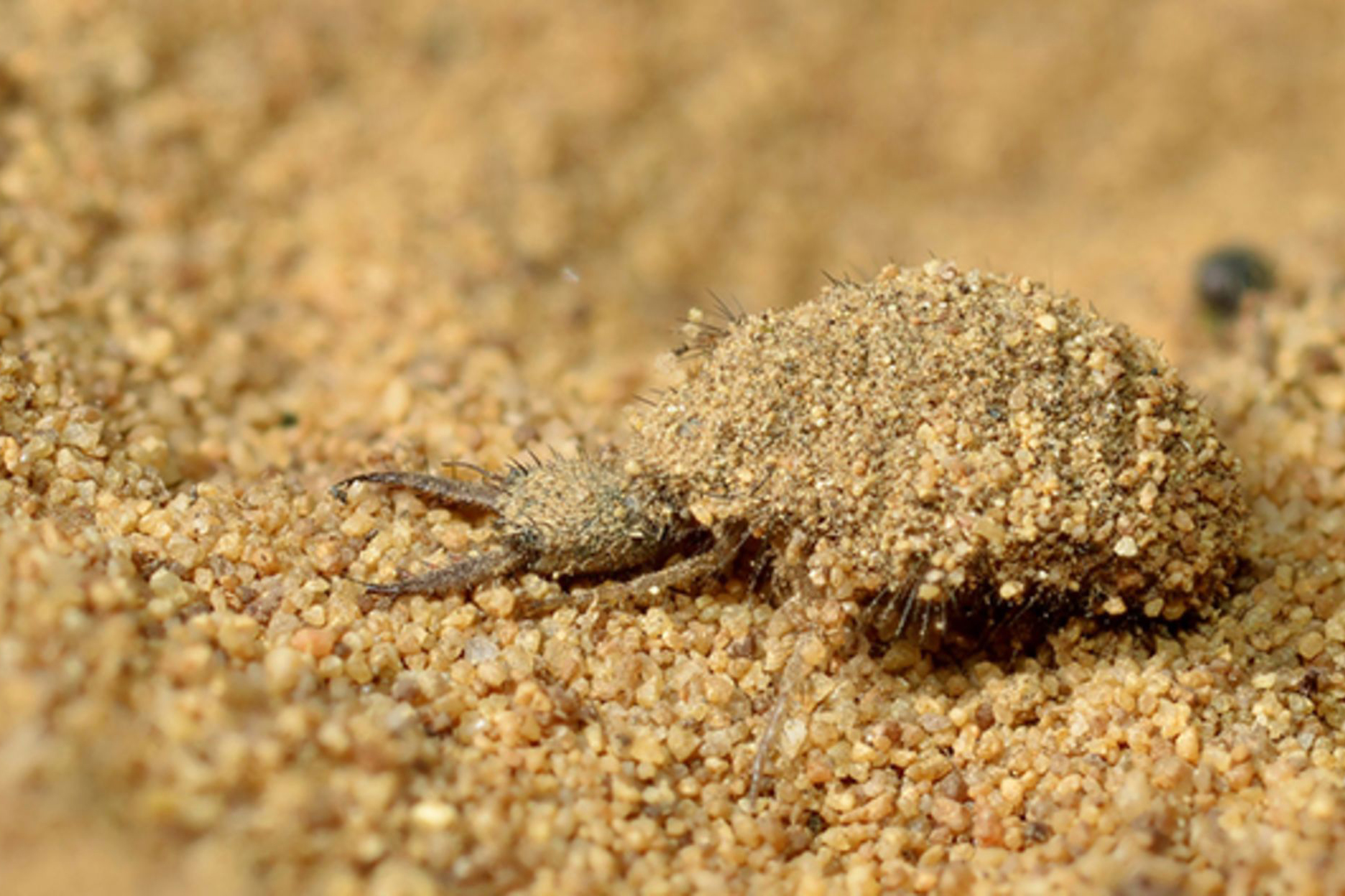 Муравьиный лев