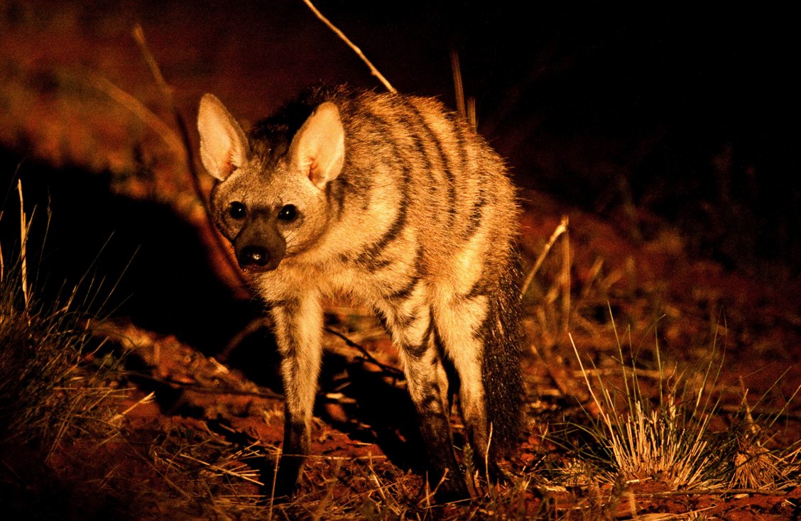 Земляной волк