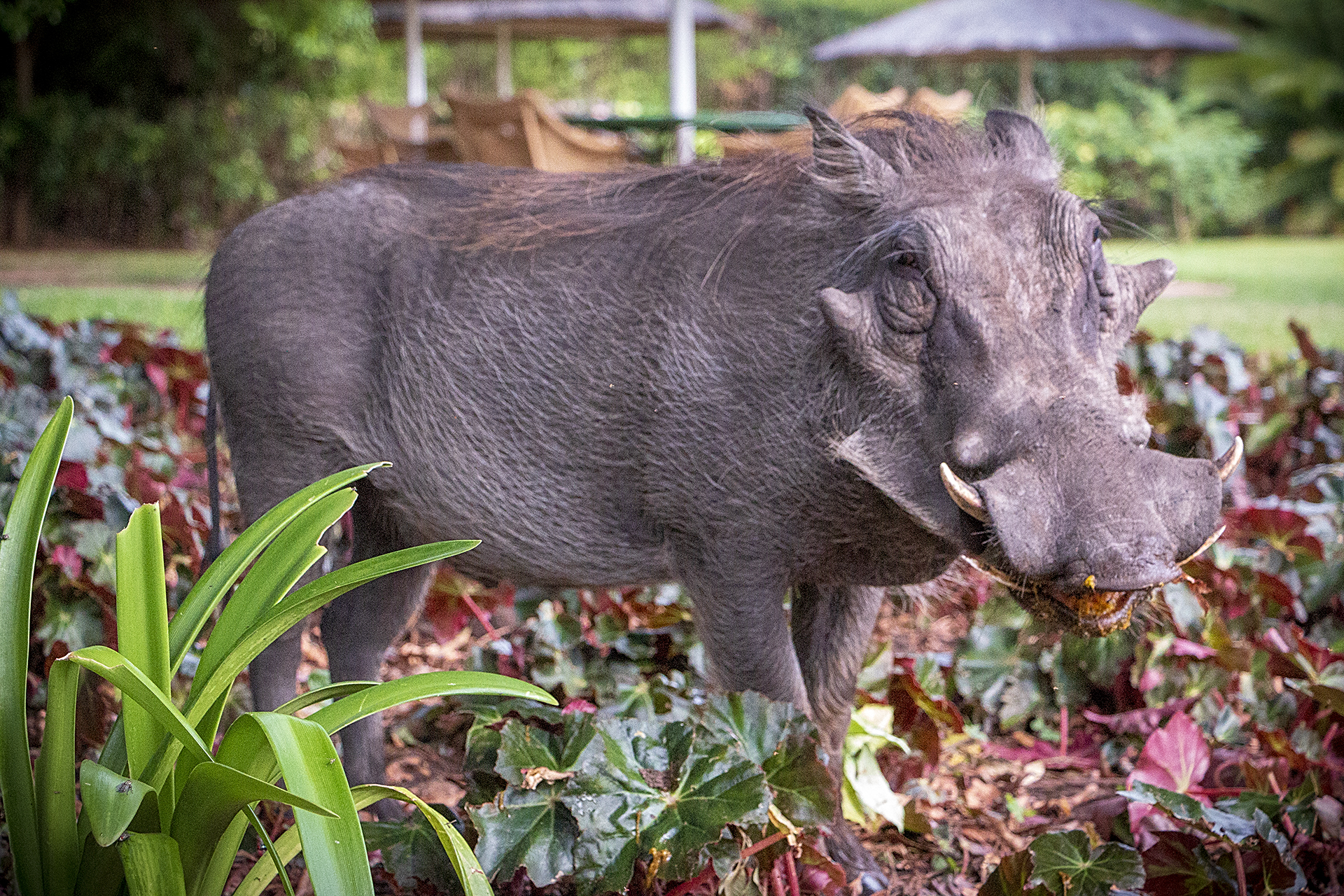 Бородавочник. Отель Victoria Falls, водопад Виктория