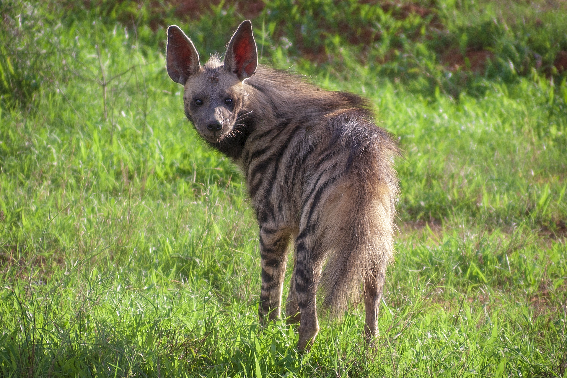 Полосатая гиена в национальном парке Тсаво. Кения