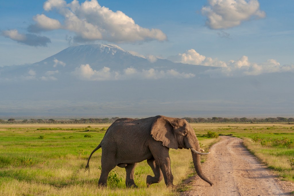 Слон на фоне Килиманджаро. Национальный парк Амбосели, Кения