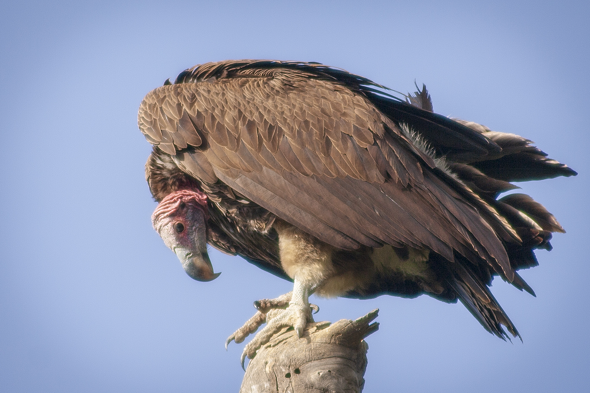 Гриф в национальном парке Накуру. Кения