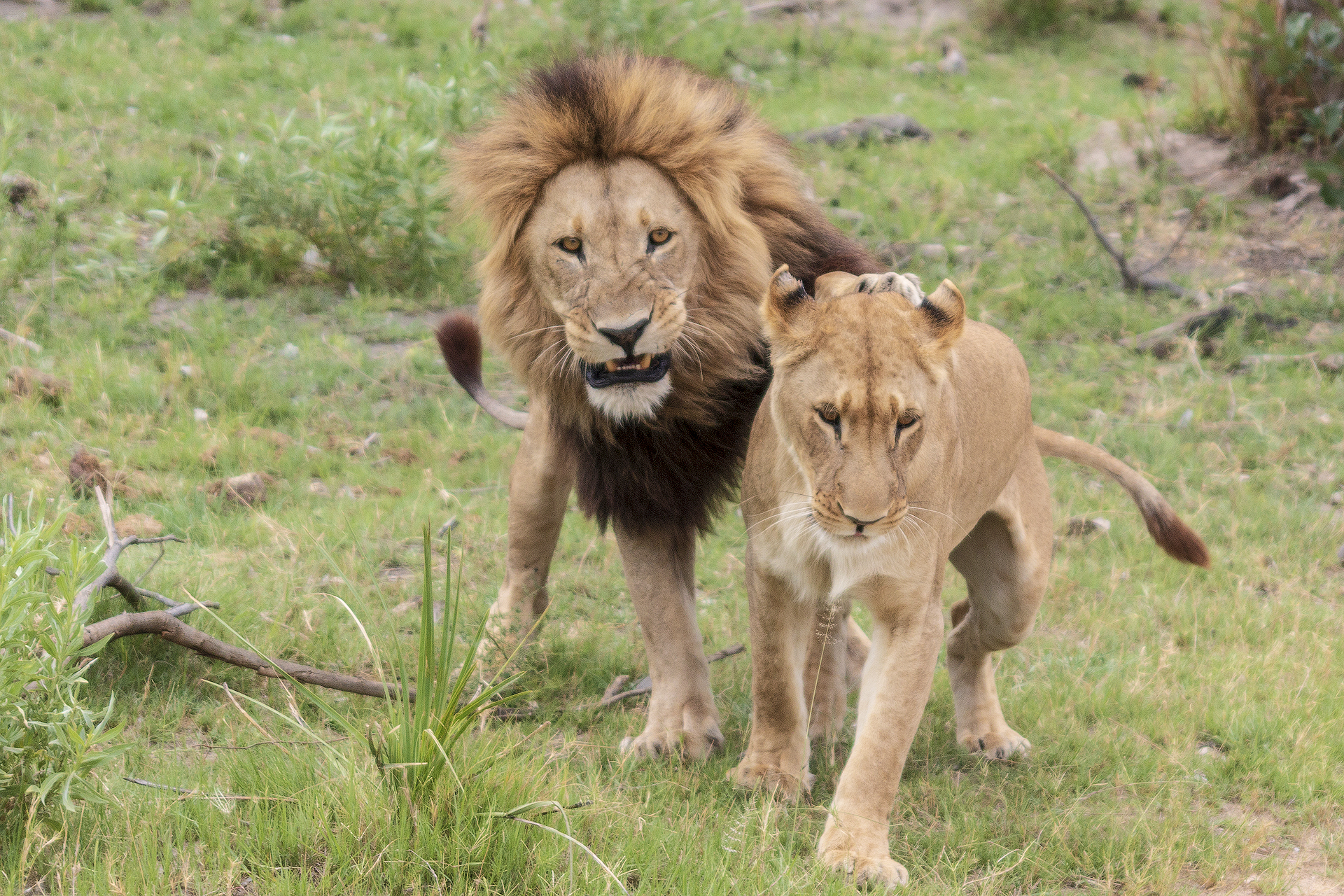 Львы в частном заповеднике Kanana, дельта Окаванго, Ботсвана