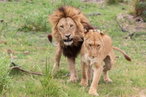 Львы в частном заповеднике Kanana, дельта Окаванго, Ботсвана
