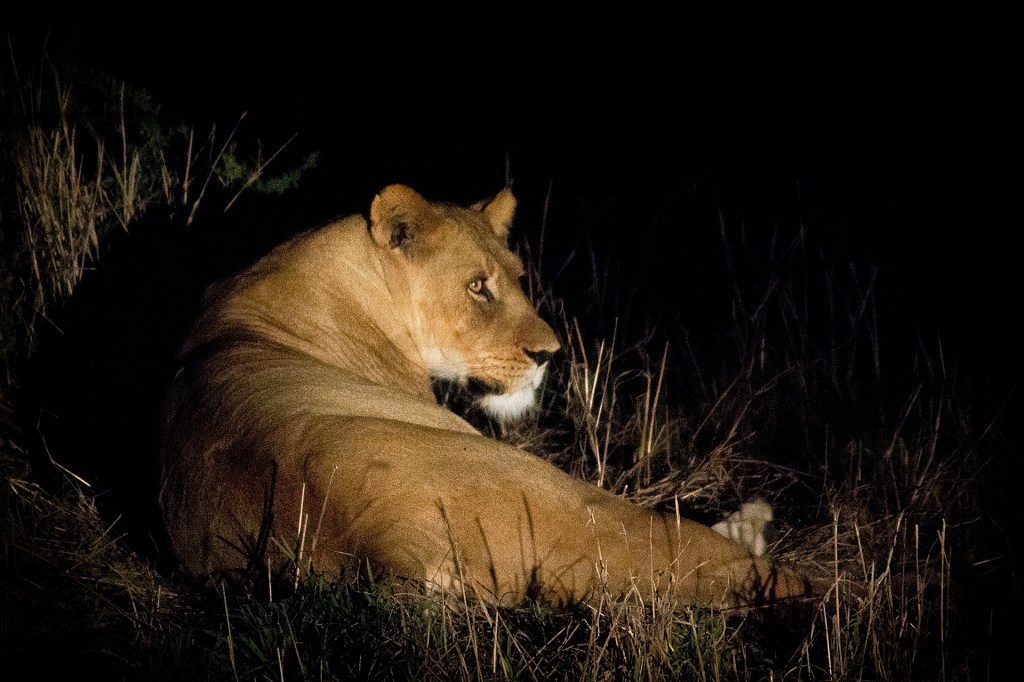 Львица в Deception Valley Lodge, пустыня Калахари, Ботсвана