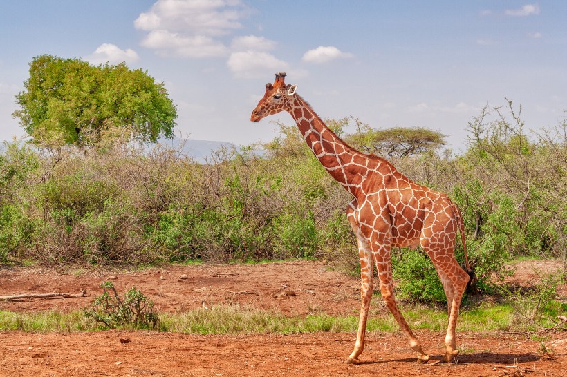 Сомалийский (сетчатый) жираф
