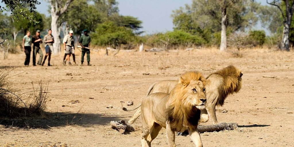 Пешее сафари в Замбии. ©Robin Pope Walking Safaris