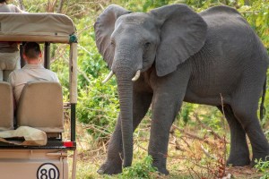 Сафари в национальном парке Чобе