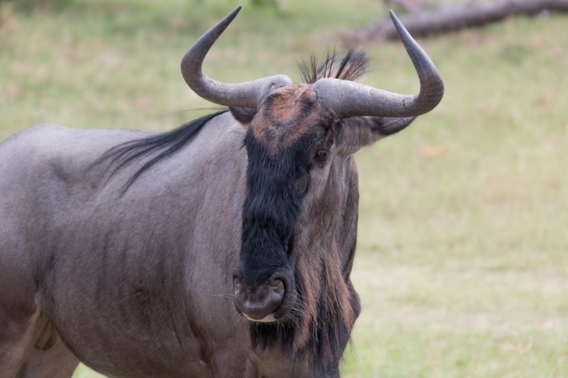 Голубая антилопа гну