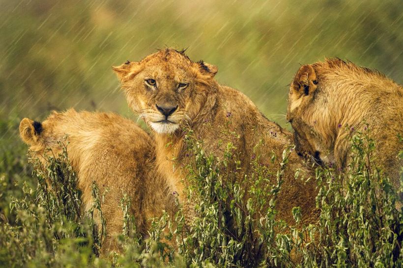 Львы под дождём