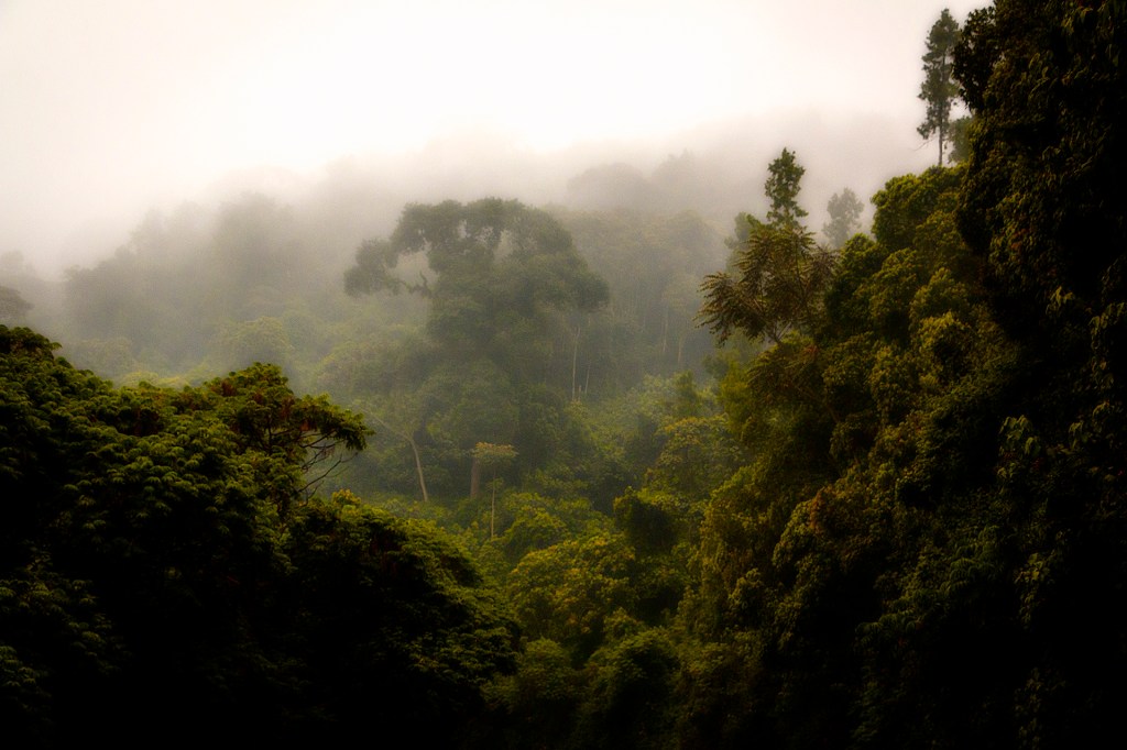 Ливневый лес Ньюнгве, Руанда