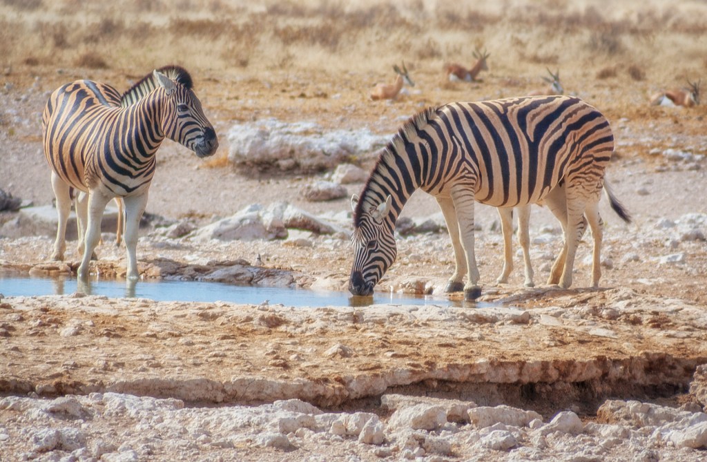 Зебры на водопое в национальном парке Этоша, Намибия
