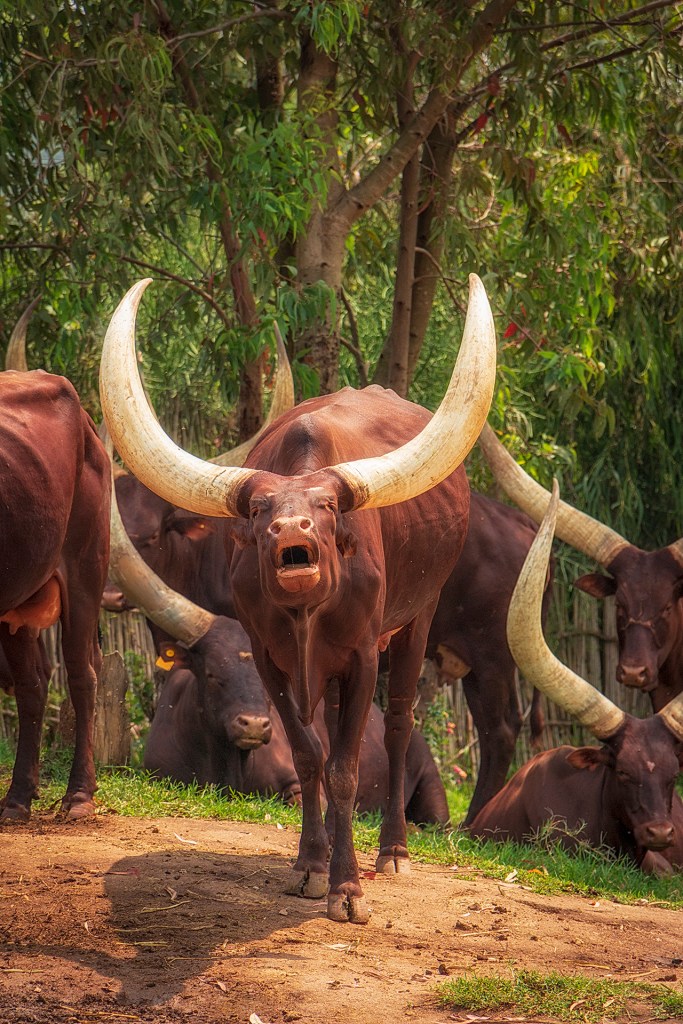 Длиннорогие коровы Руанды Иньямбо (Inyambo)