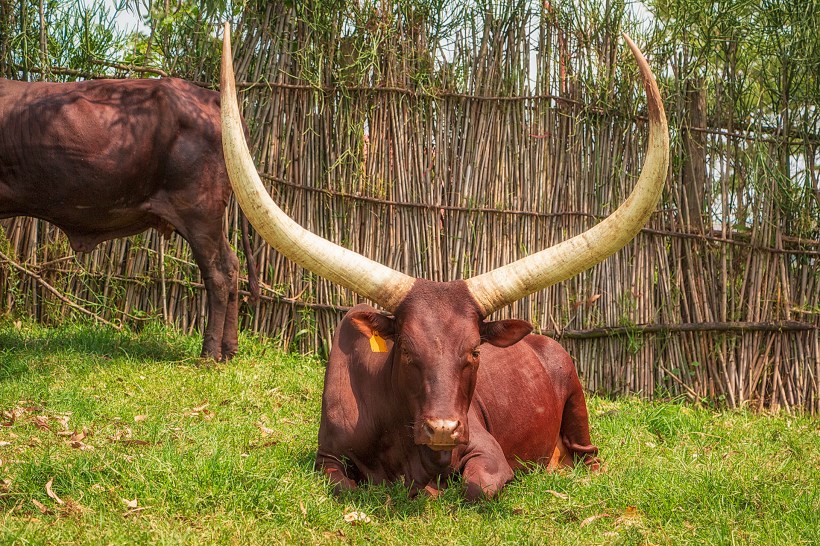 Иньямбо (Inyambo) - длиннорогие коровы Руанды
