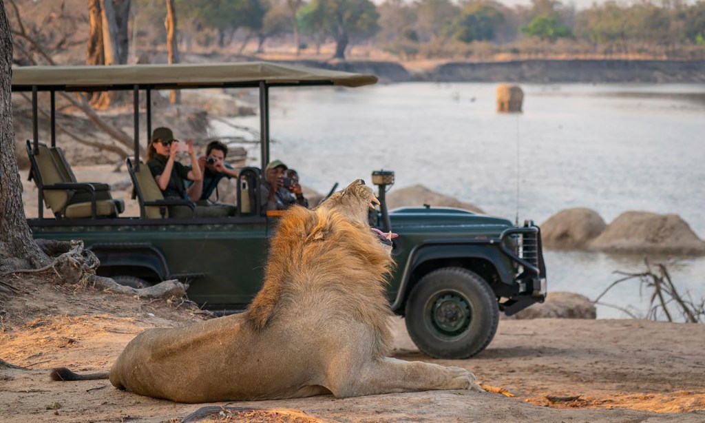 Лев на национальном парке Южная Луангва, Замбия