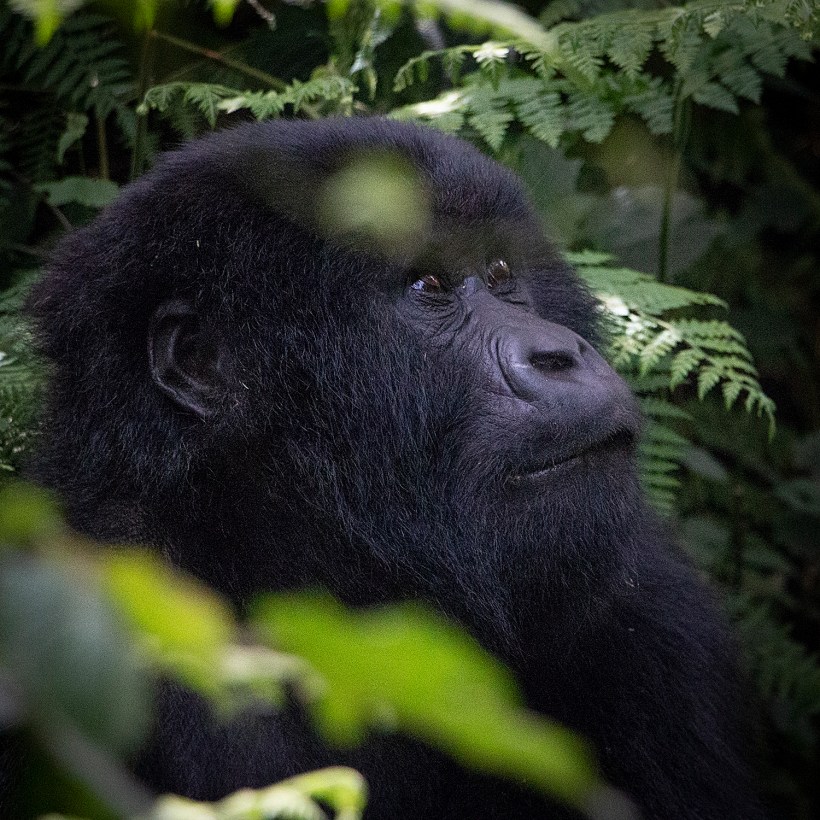 Горная горилла