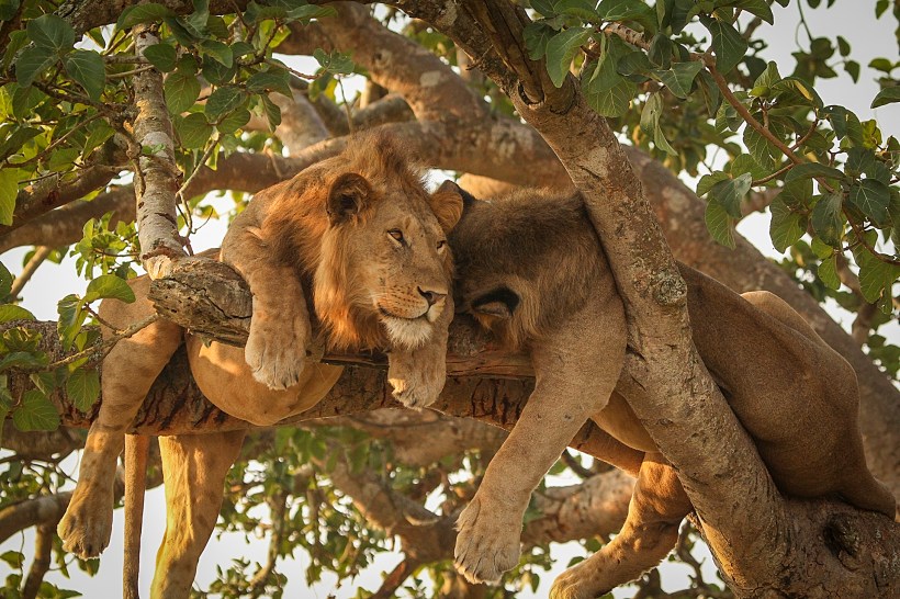 Древолазающие львы