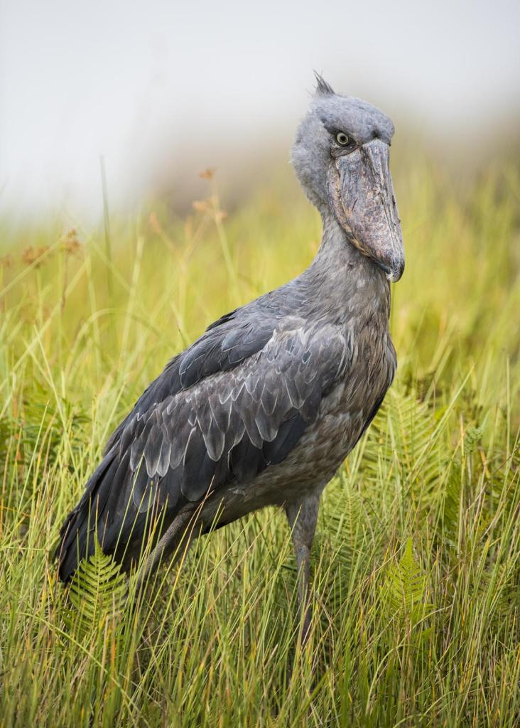 Китоглав, национальный парк водопады Мерчисона, Уганда