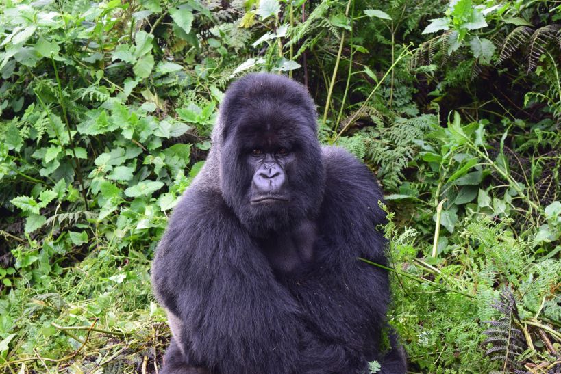 Сильвербек Munyinya группы горилл Hirwa