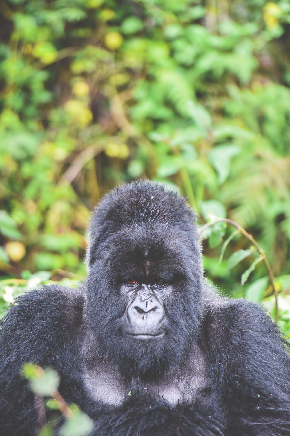 Доминантный самец Муньинга