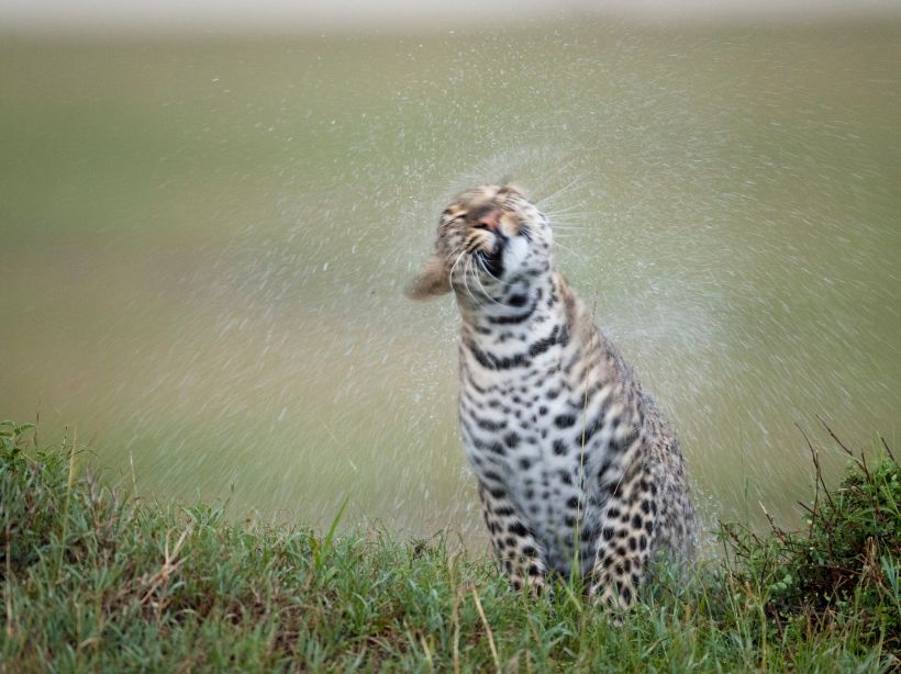 Леопард по дождём