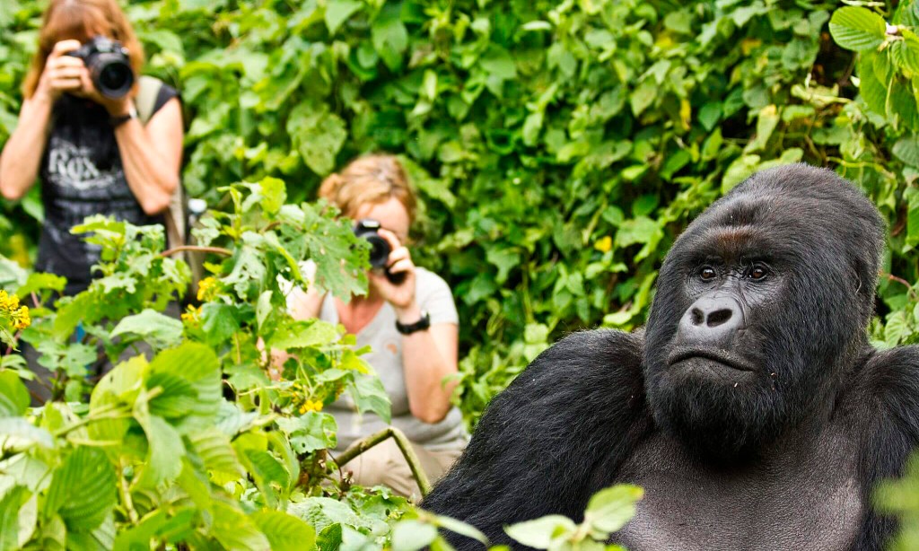 Общение с горными гориллами - это незабываемые впечатления и память на всю жизнь