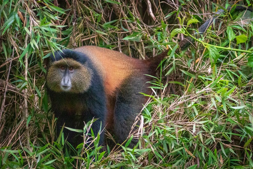 Золотистая мартышка в национальном парке Вулканов