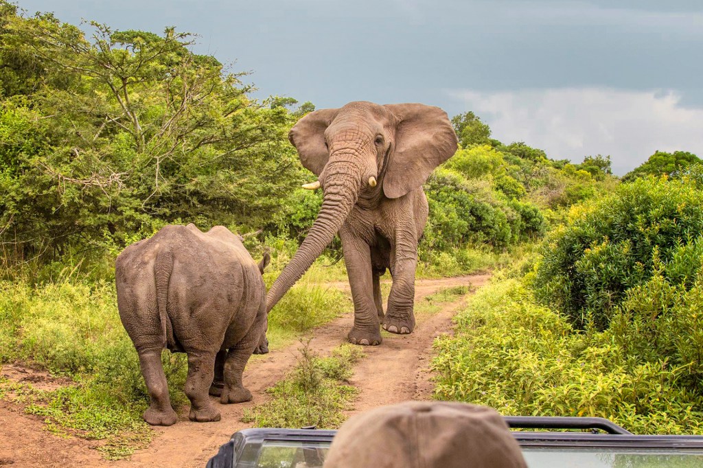 Слон и носорог