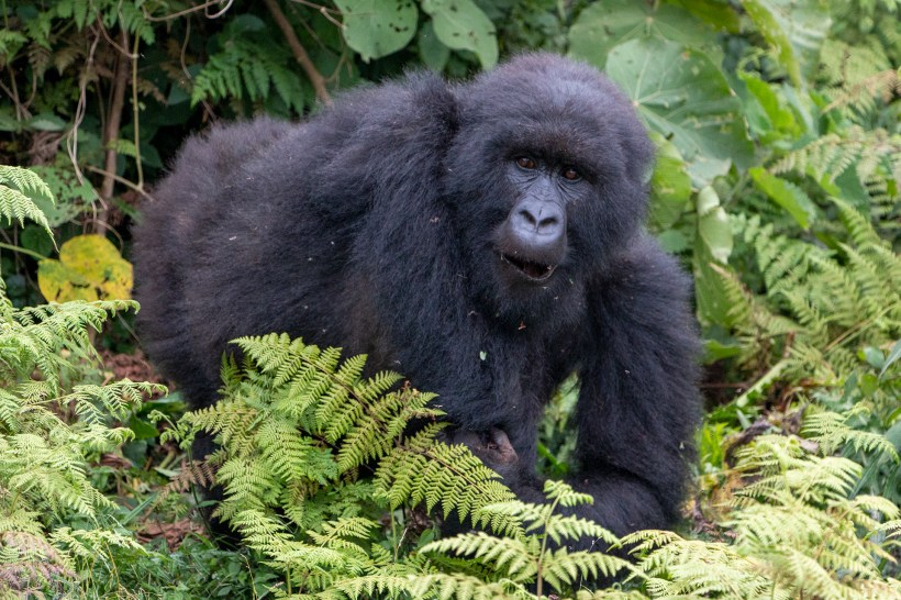 Горная горилла в национальном парке Вулканов. Руанда