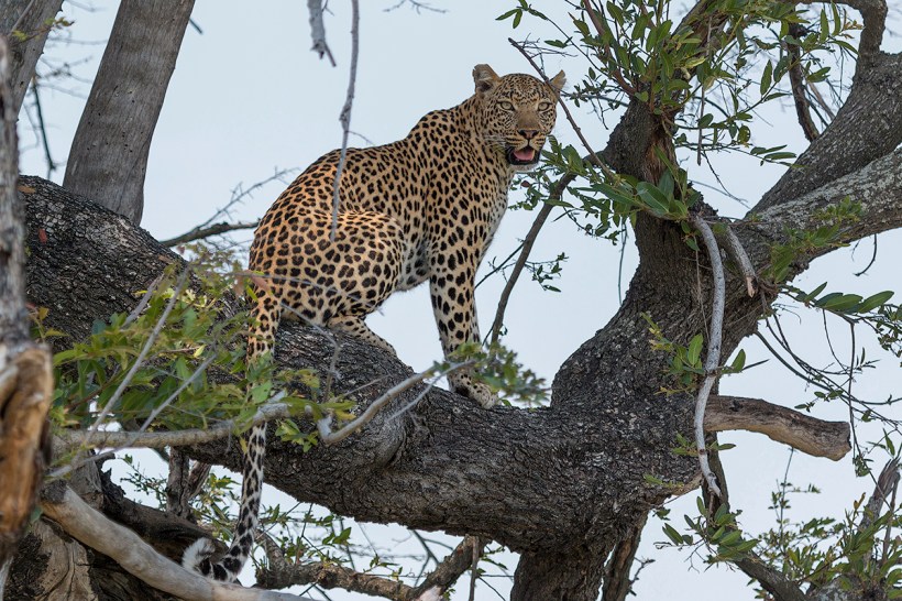 Леопард в дельте реки Окаванго, Ботсвана