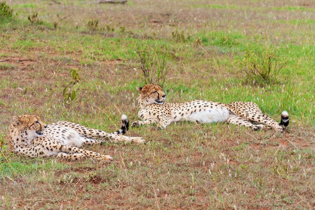 Гепарды в национальном парке Масаи Мара, Кения