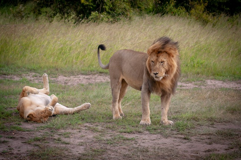 Львиная пара в Масаи Мара, Кения