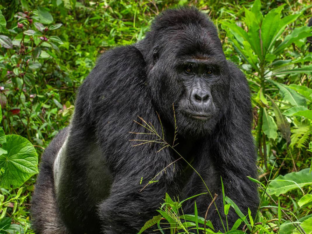 Доминантный самец (сильвербек) Рафики, убитый браконьерами в июне 2020 г.