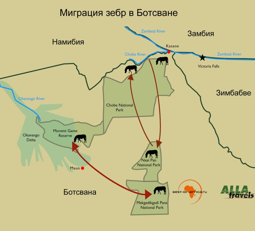 Схема миграции зебр в Ботсване