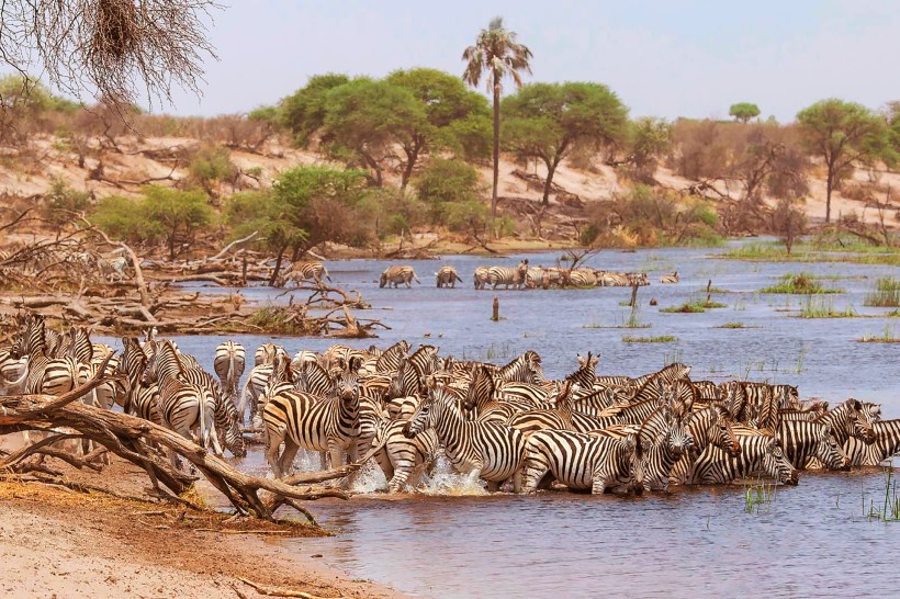 Зебры на водопое, река Ботети, Ботсвана