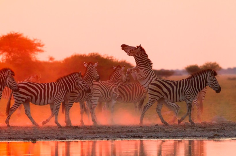 Зебры на солончаке Нцкаи