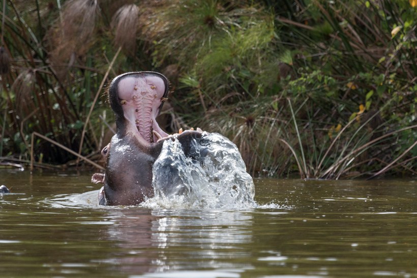 Бегемот. Озеро Ихема в национальном парке Акагера