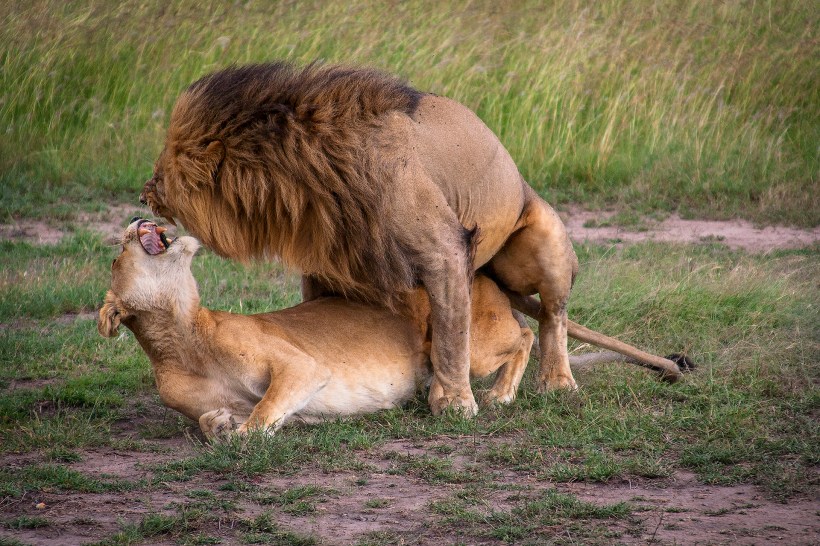 Пара львов в Масаи Мара, Кения