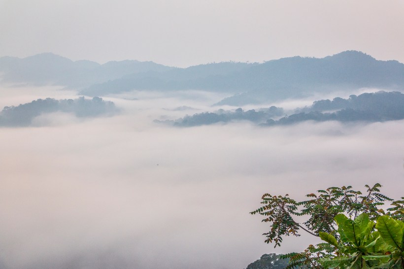 Туманный лес Ньюнгве