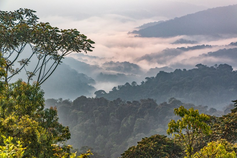 Молочные реки тумана над лесом Ньюнгве