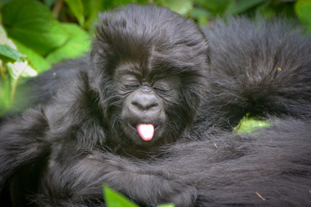 Детёныш горной гориллы в национальном парке Вулканов, Руанда