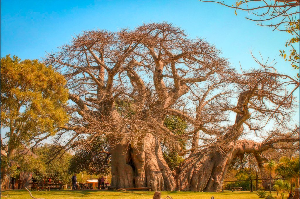 Бар в баобабе. Санленд, ЮАР