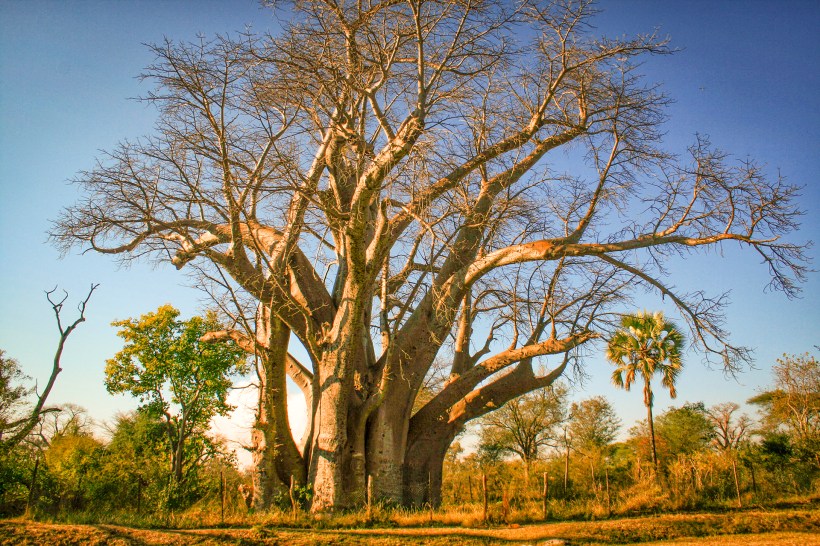 Большое дерево на водопаде Виктория