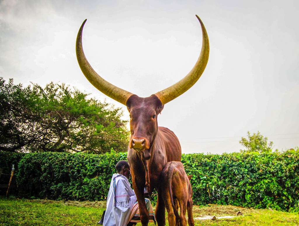 Длиннорогие коровы в Nshenyi Cultural Village