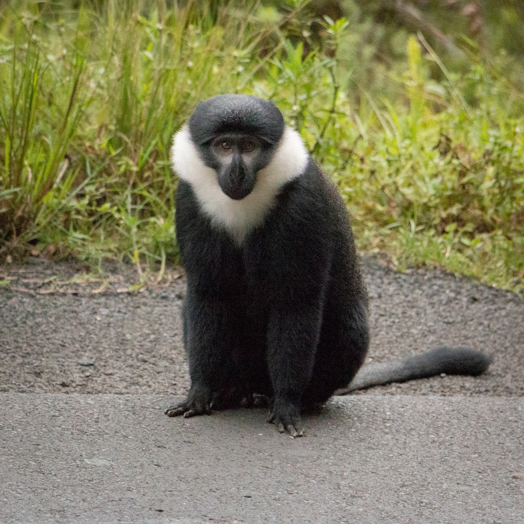 Бородатая мартышка (L’Hoest’s Monkey)