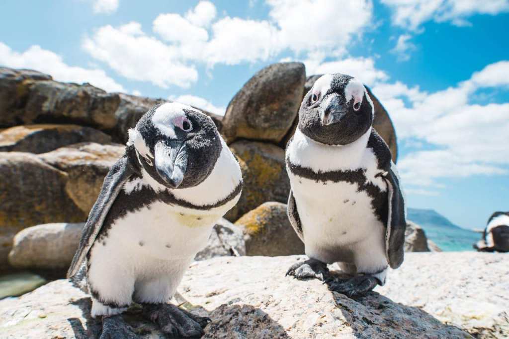 Пингвины на пляже Boulders Beach