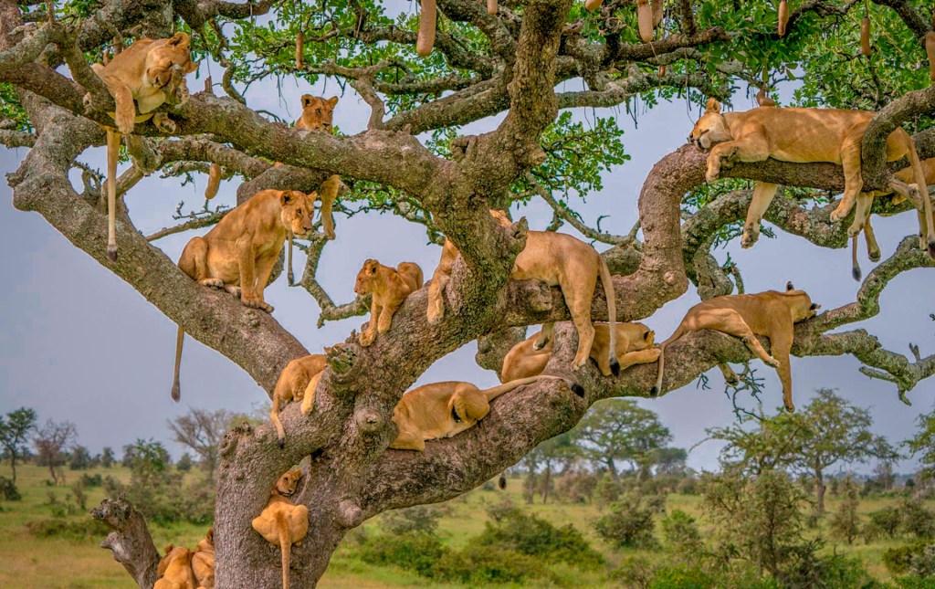 Древолазающие львы