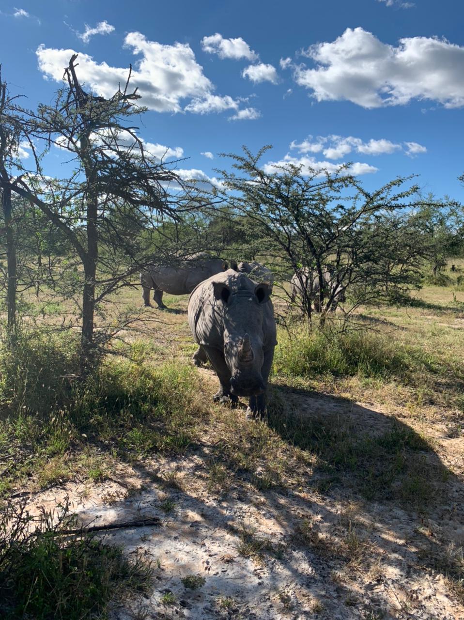 Носороги в национальном парке Матопос, Зимбабве